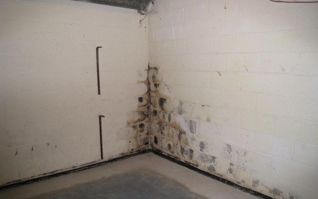 accurate basement repair basement mold 1