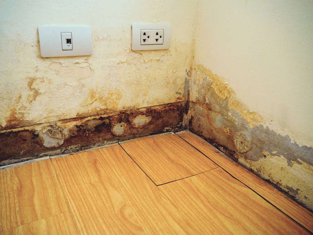 The Impact of Water Damage In Your Home